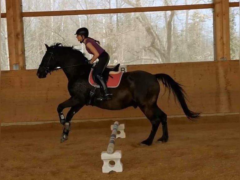 Koń andaluzyjski Wałach 16 lat 165 cm Kara in M&#xFC;nchen