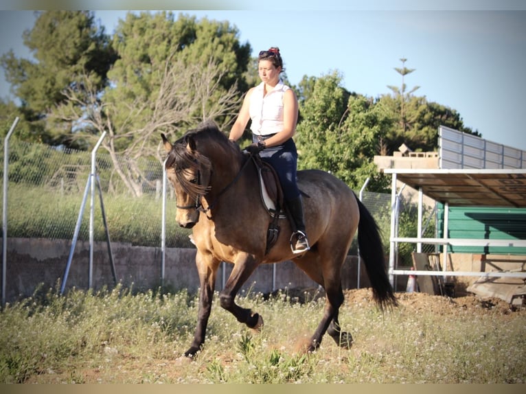 Koń andaluzyjski Wałach 16 lat 171 cm Jelenia in Valencia