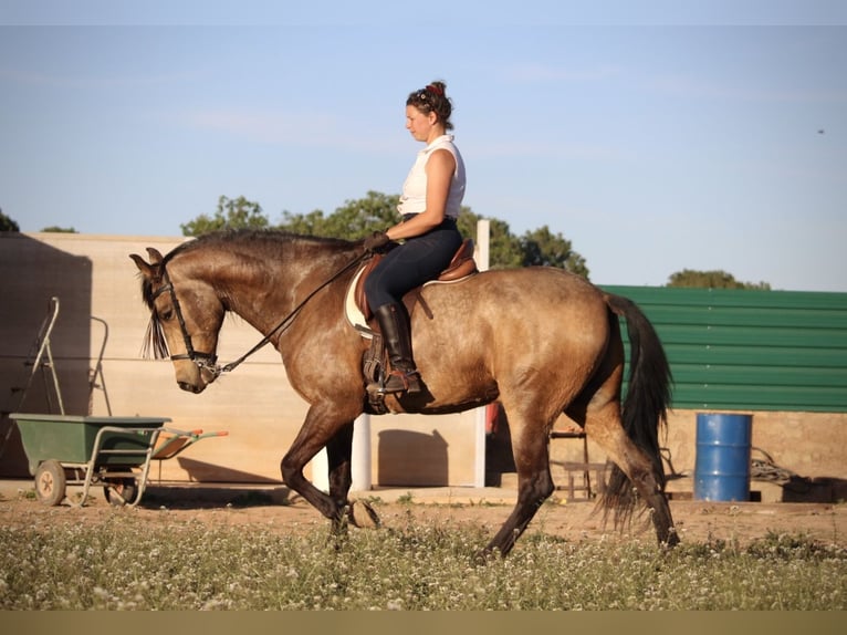 Koń andaluzyjski Wałach 16 lat 171 cm Jelenia in Valencia
