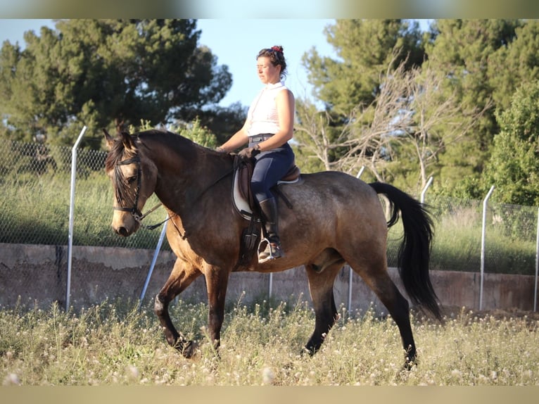 Koń andaluzyjski Wałach 16 lat 171 cm Jelenia in Valencia