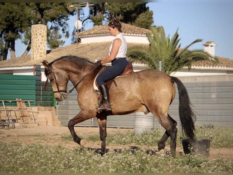 Koń andaluzyjski Wałach 16 lat 171 cm Jelenia in Valencia