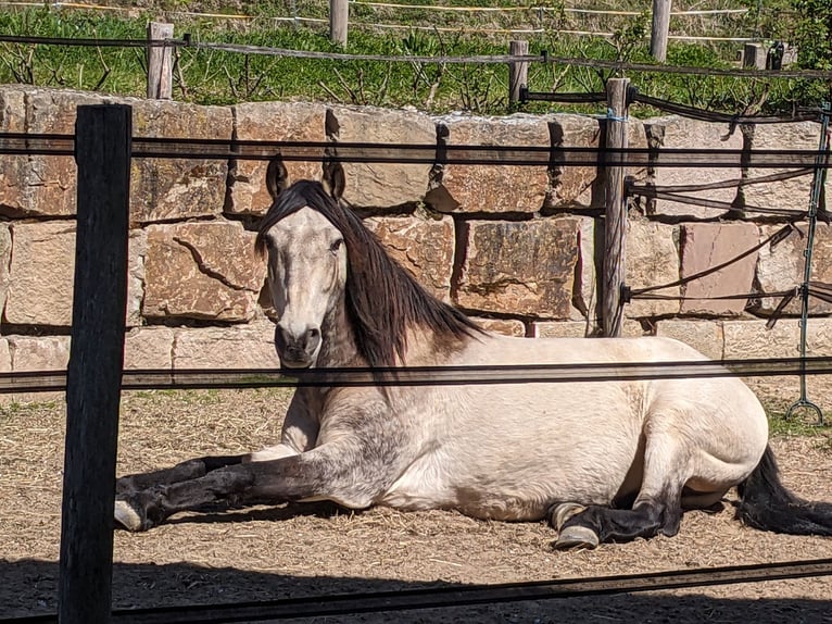 Koń andaluzyjski Wałach 17 lat 148 cm Bułana in Coppenbrügge