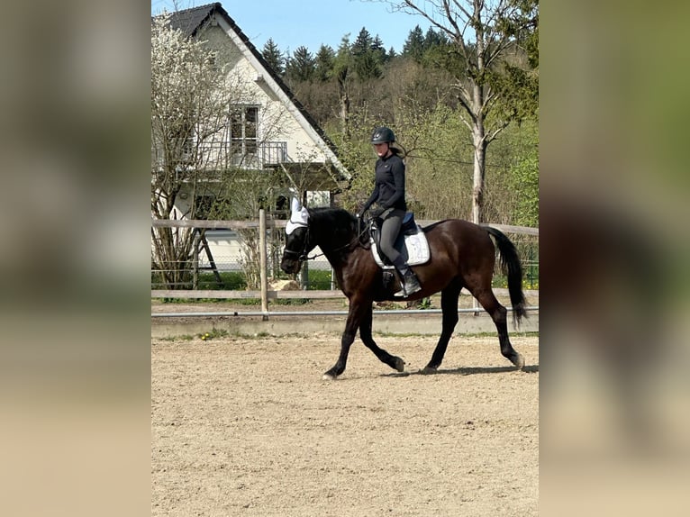 Koń andaluzyjski Wałach 17 lat 164 cm Kara in München
