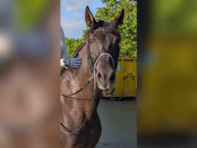 Koń andaluzyjski Wałach 21 lat 160 cm Kara in Ebreichsdorf
