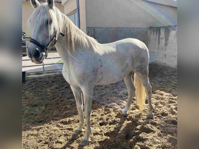 Koń andaluzyjski Wałach 21 lat Siwa in Herzberg
