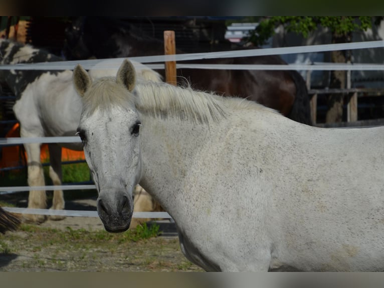 Koń andaluzyjski Mix Wałach 29 lat 140 cm Siwa in Reutte