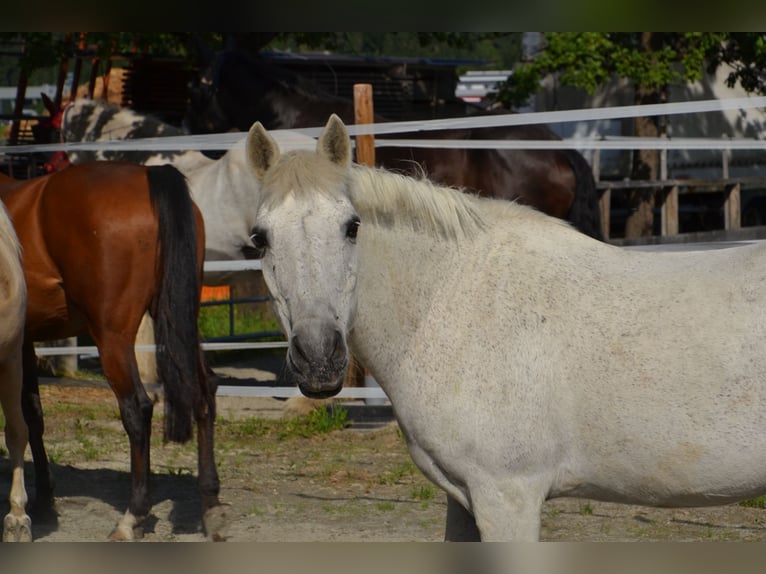 Koń andaluzyjski Mix Wałach 29 lat 140 cm Siwa in Reutte