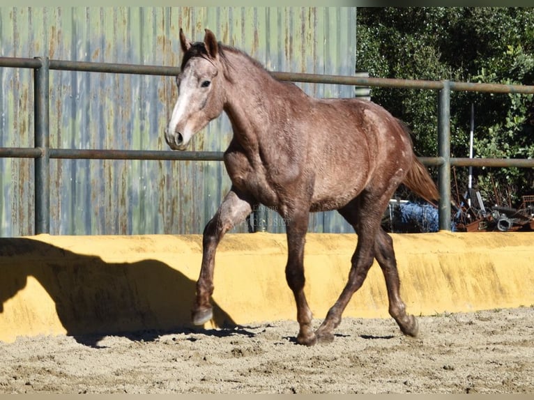 Koń andaluzyjski Wałach 2 lat 154 cm Siwa in Provinz Malaga