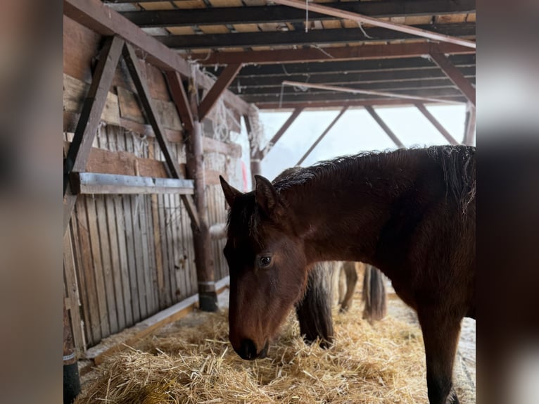 Koń andaluzyjski Wałach 2 lat 160 cm Gniada in Ballenstedt