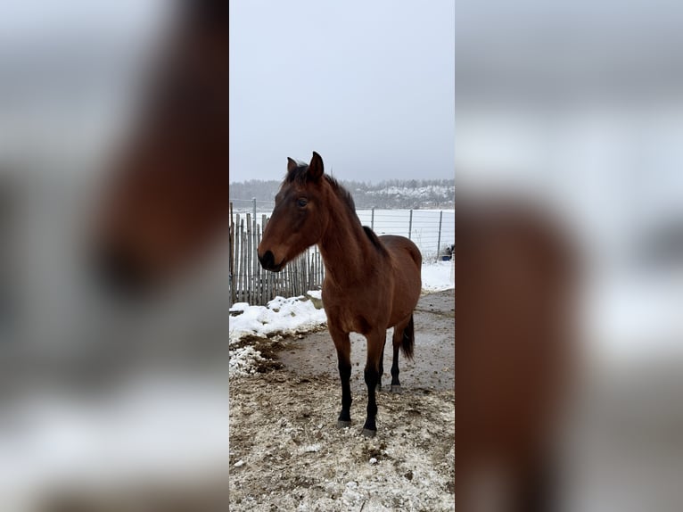 Koń andaluzyjski Wałach 2 lat 160 cm Gniada in Ballenstedt