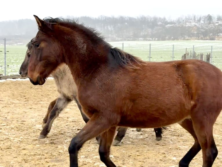 Koń andaluzyjski Wałach 2 lat 160 cm Gniada in Ballenstedt