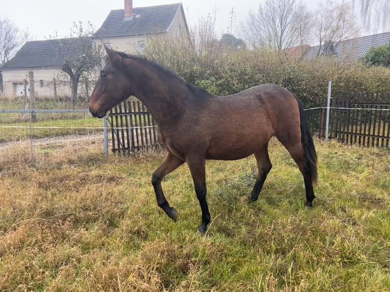 Koń andaluzyjski Wałach 2 lat 160 cm Gniada in Ballenstedt