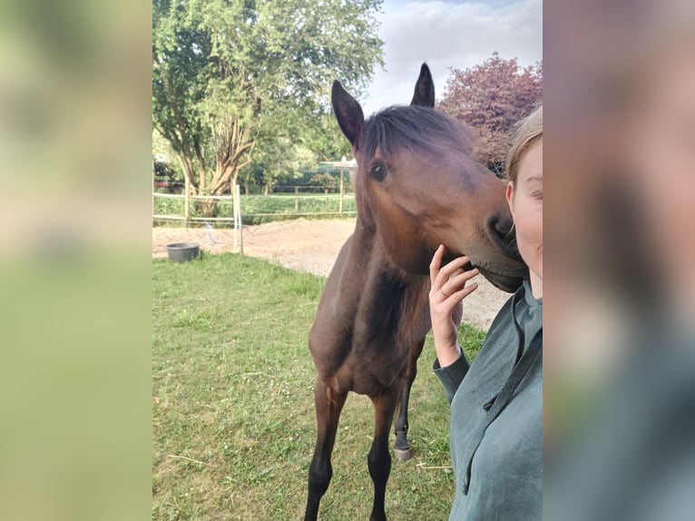 Koń andaluzyjski Mix Wałach 2 lat 160 cm Gniada in Emmer-Compascuum