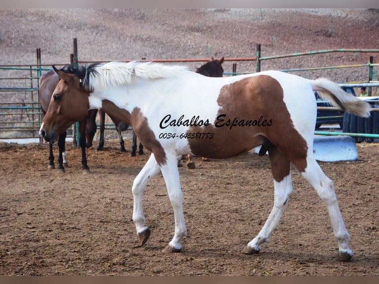 Koń andaluzyjski Wałach 3 lat 151 cm Srokata in Vejer de la Frontera