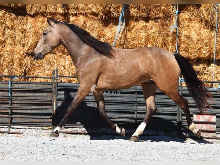 Koń andaluzyjski Wałach 3 lat 152 cm Bułana in Provinz Granada