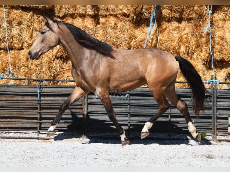 Koń andaluzyjski Wałach 3 lat 152 cm Bułana in Provinz Granada