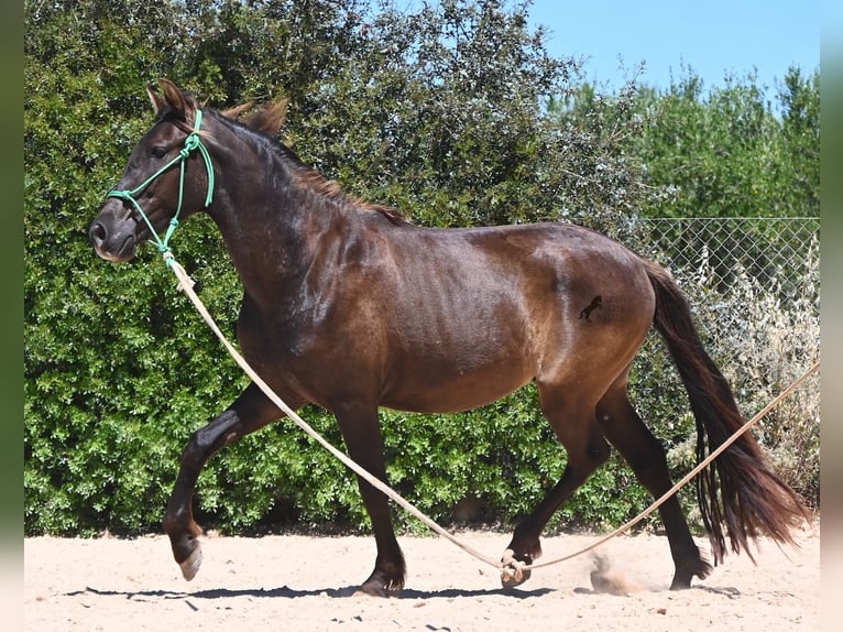 Koń andaluzyjski Wałach 3 lat 152 cm Kara in Mallorca