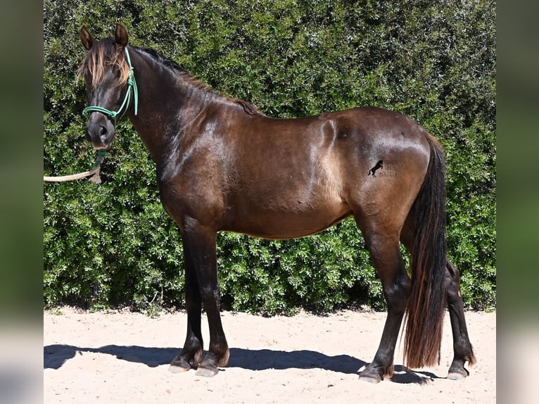 Koń andaluzyjski Wałach 3 lat 152 cm Kara in Mallorca