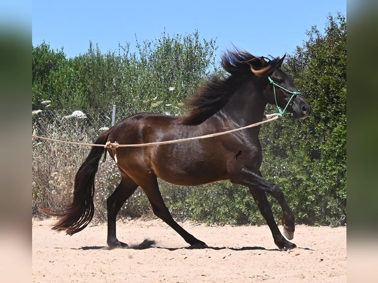 Koń andaluzyjski Wałach 3 lat 152 cm Kara in Mallorca
