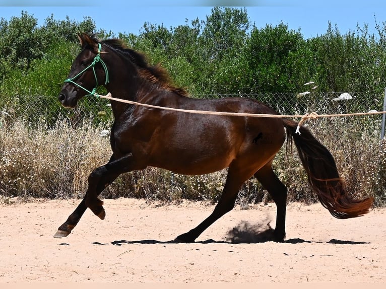 Koń andaluzyjski Wałach 3 lat 152 cm Kara in Mallorca