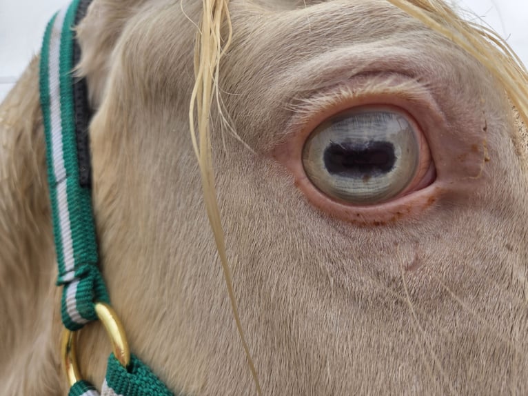 Koń andaluzyjski Wałach 3 lat 153 cm Cremello in Vejer de la Frontera