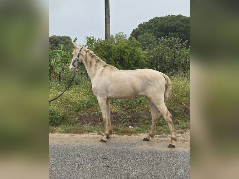 Koń andaluzyjski Wałach 3 lat 153 cm Cremello in Vejer de la Frontera