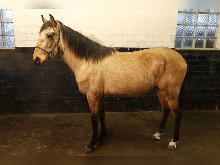 Koń andaluzyjski Wałach 3 lat 156 cm Jelenia in Höhnstedt