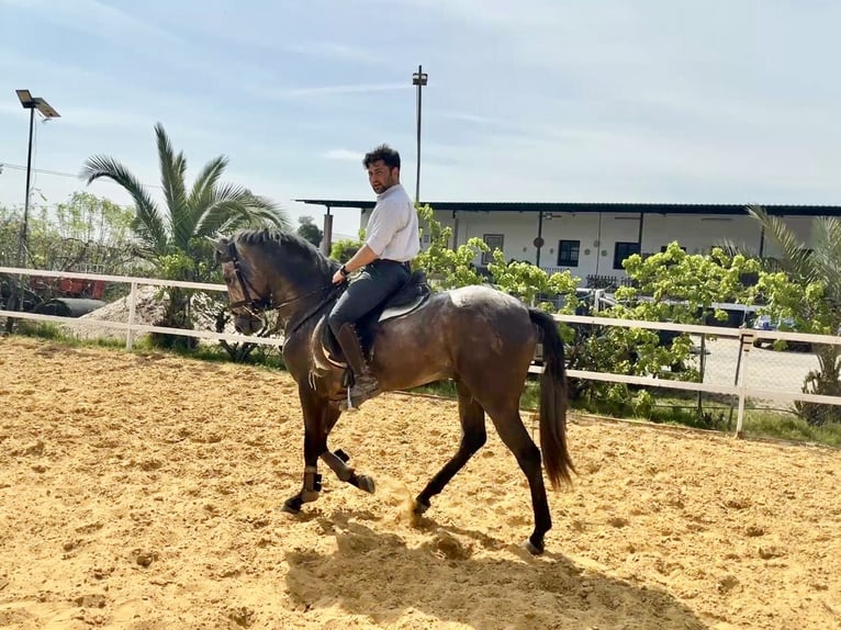Koń andaluzyjski Mix Wałach 3 lat 156 cm Siwa in Galaroza (Huelva)