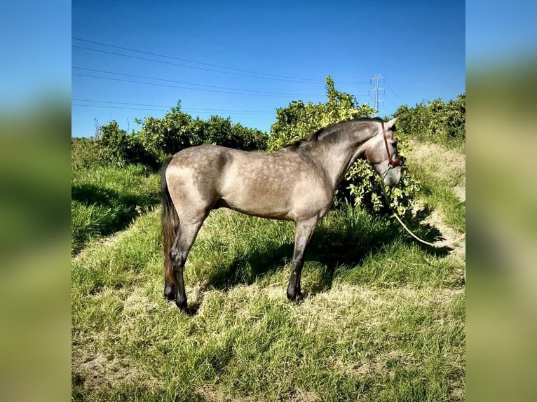 Koń andaluzyjski Mix Wałach 3 lat 156 cm Siwa in Galaroza (Huelva)