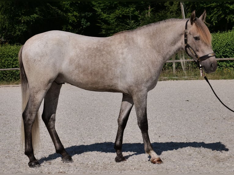 Koń andaluzyjski Wałach 3 lat 156 cm Siwa in Neustadt (Wied)