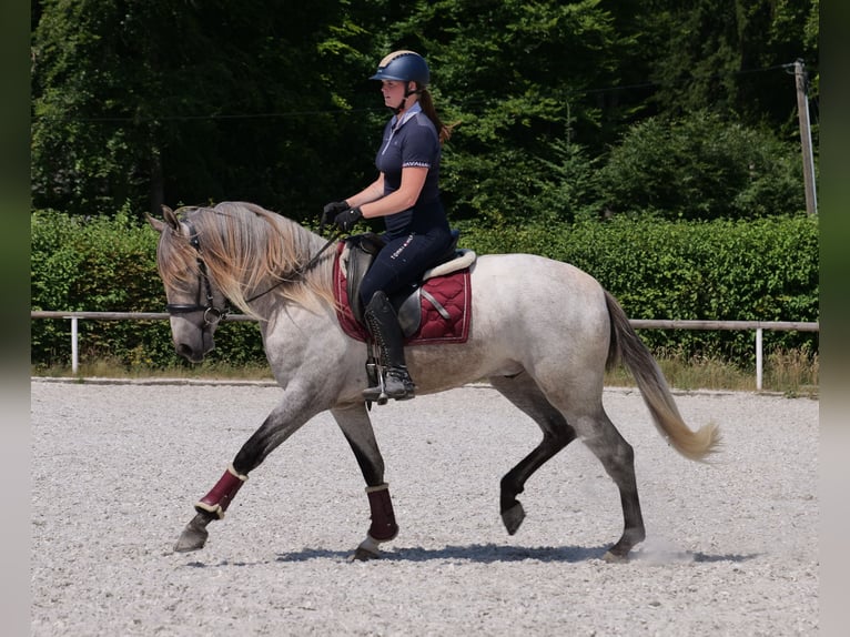 Koń andaluzyjski Wałach 3 lat 156 cm Siwa in Neustadt (Wied)