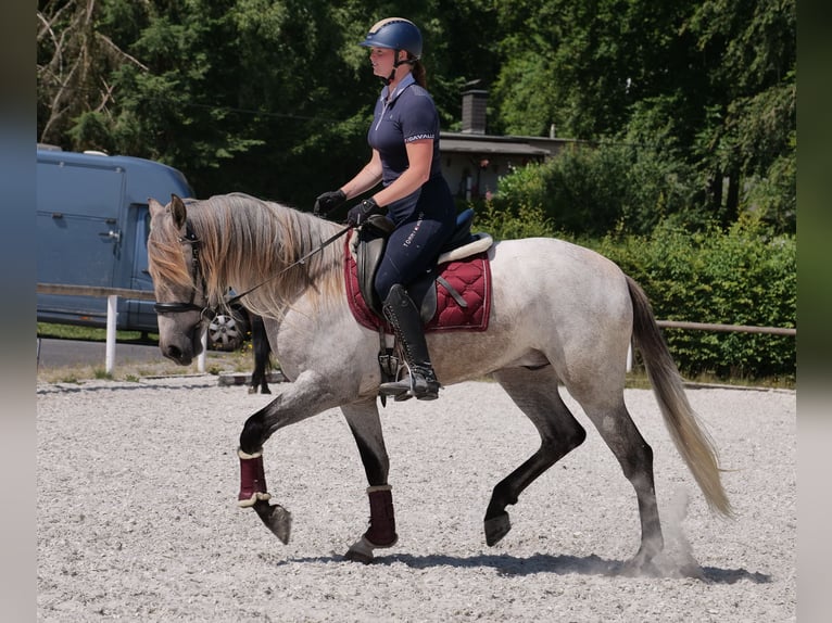 Koń andaluzyjski Wałach 3 lat 156 cm Siwa in Neustadt (Wied)
