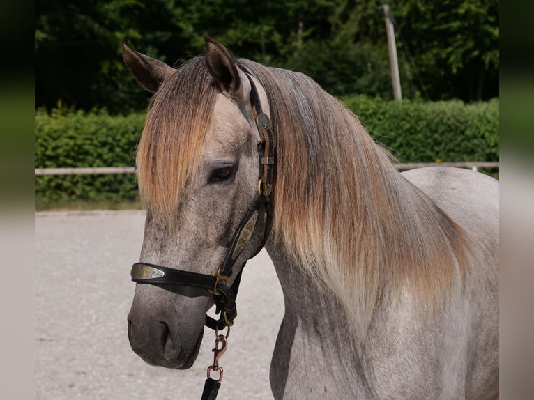 Koń andaluzyjski Wałach 3 lat 156 cm Siwa in Neustadt (Wied)