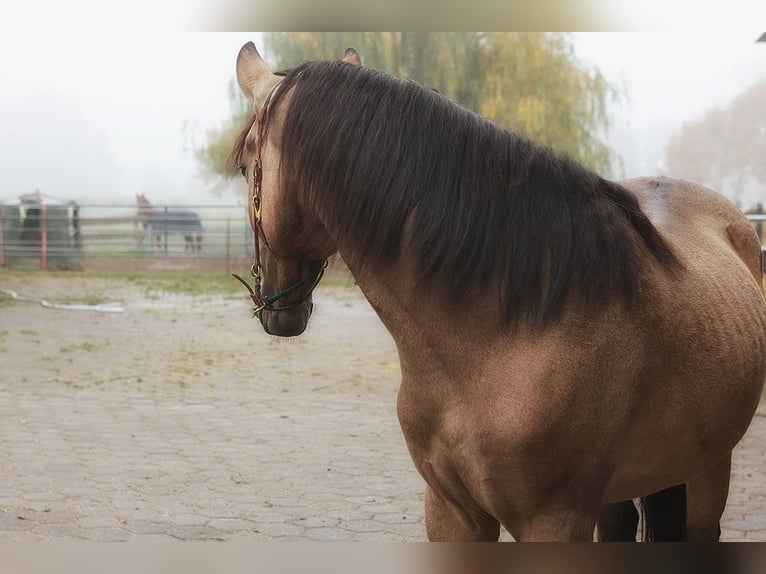 Koń andaluzyjski Wałach 3 lat 157 cm Jelenia in Teldau
