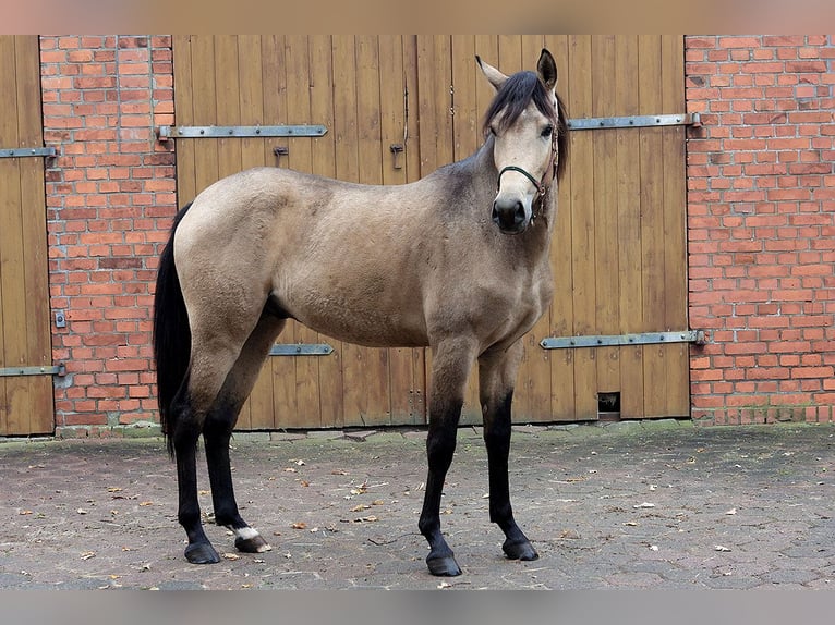 Koń andaluzyjski Wałach 3 lat 157 cm Jelenia in Teldau