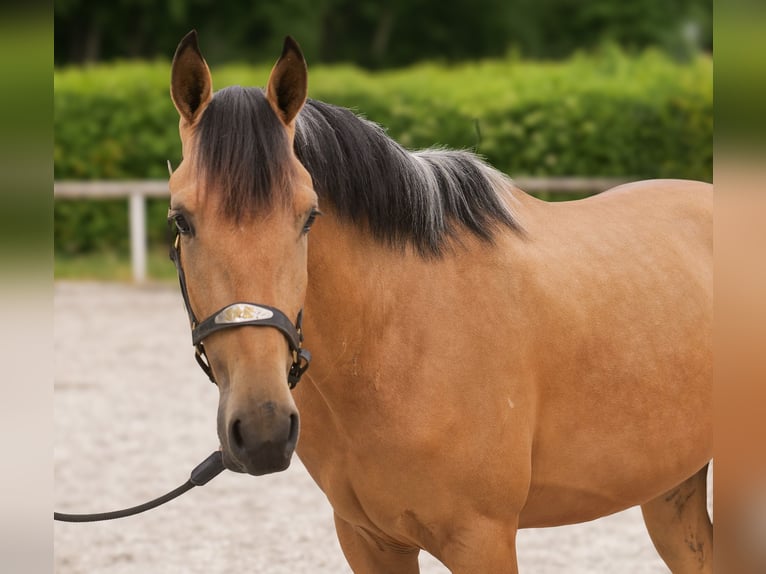 Koń andaluzyjski Wałach 3 lat 158 cm Bułana in Neustadt (Wied)
