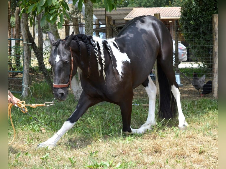 Koń andaluzyjski Wałach 3 lat 158 cm Tobiano wszelkich maści in Labatut