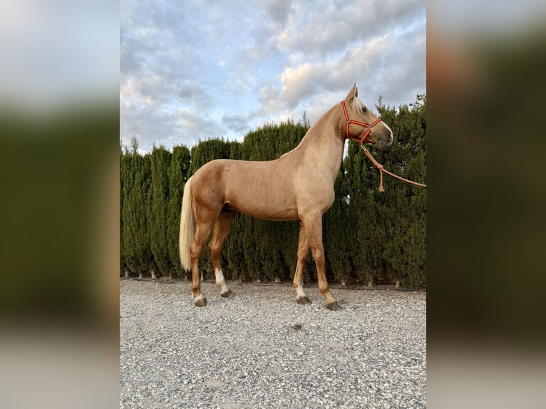 Koń andaluzyjski Wałach 3 lat 162 cm Izabelowata in Novelda