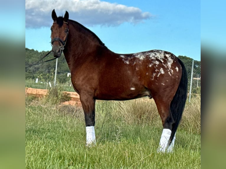 Koń andaluzyjski Wałach 3 lat 164 cm Gniada in Lochen am See