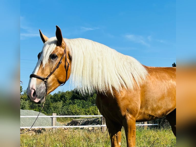 Koń andaluzyjski Wałach 3 lat 165 cm Izabelowata in Martfeld
