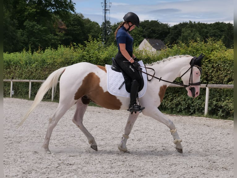 Koń andaluzyjski Mix Wałach 4 lat 148 cm Srokata in Neustadt (Wied)