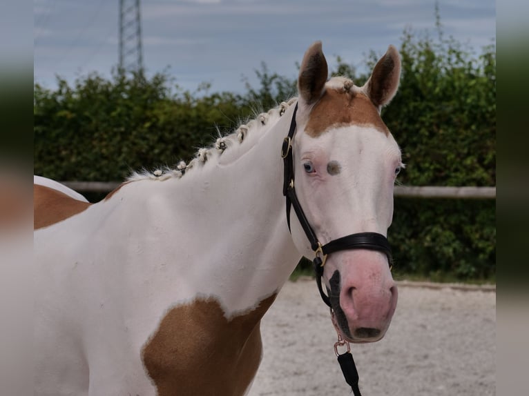 Koń andaluzyjski Mix Wałach 4 lat 148 cm Srokata in Neustadt (Wied)