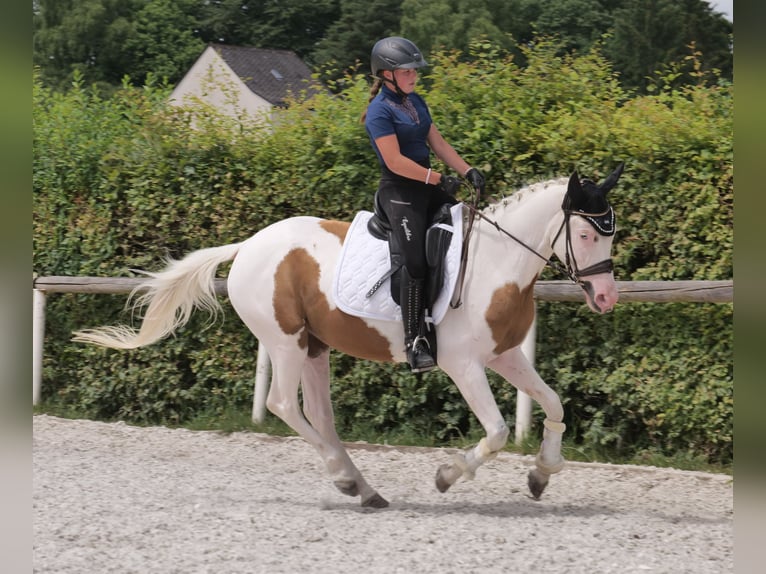 Koń andaluzyjski Mix Wałach 4 lat 148 cm Srokata in Neustadt (Wied)