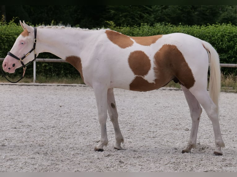 Koń andaluzyjski Mix Wałach 4 lat 148 cm Srokata in Neustadt (Wied)