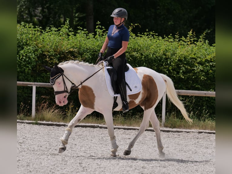 Koń andaluzyjski Mix Wałach 4 lat 148 cm Srokata in Neustadt (Wied)