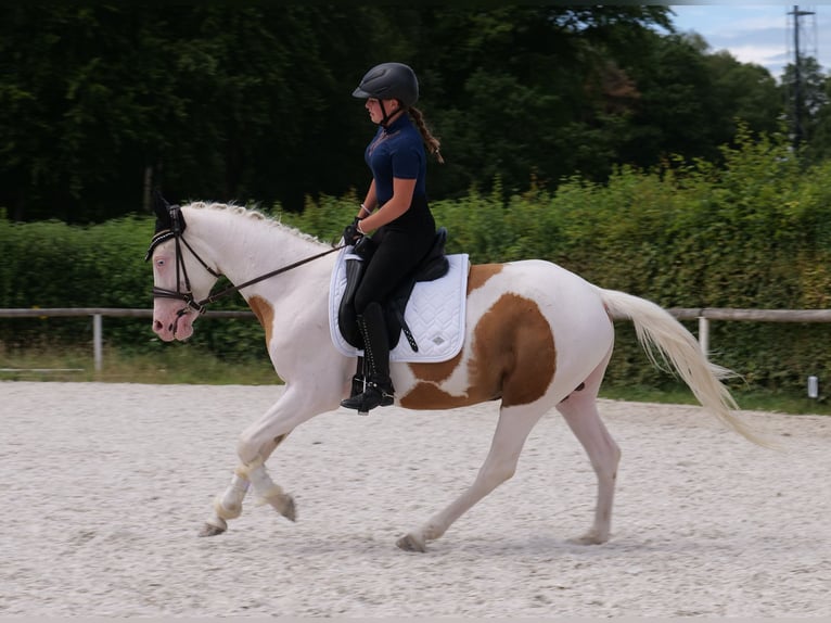 Koń andaluzyjski Mix Wałach 4 lat 148 cm Srokata in Neustadt (Wied)