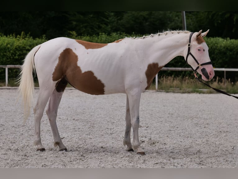 Koń andaluzyjski Mix Wałach 4 lat 148 cm Srokata in Neustadt (Wied)