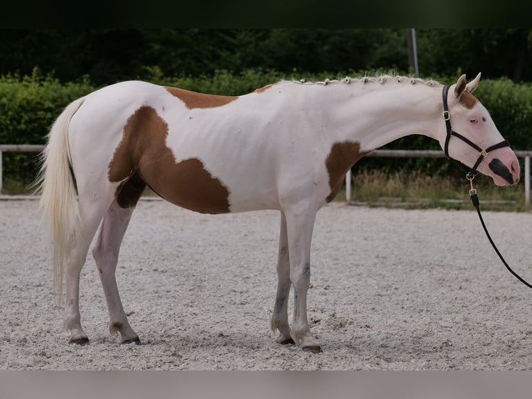 Koń andaluzyjski Mix Wałach 4 lat 148 cm Srokata in Neustadt (Wied)