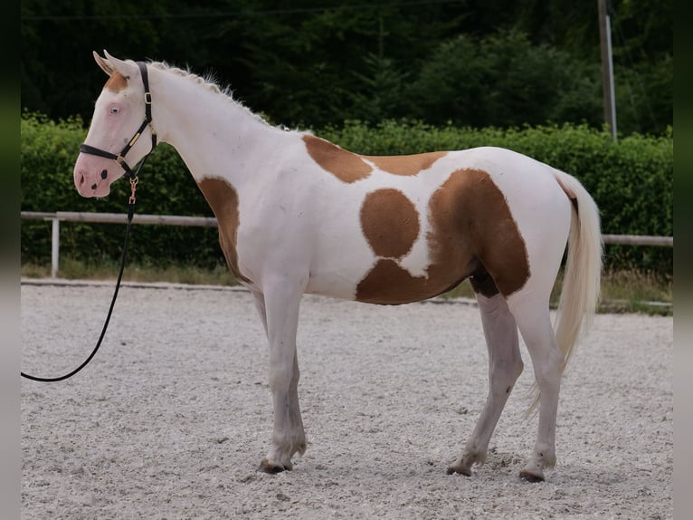Koń andaluzyjski Mix Wałach 4 lat 148 cm Srokata in Neustadt (Wied)