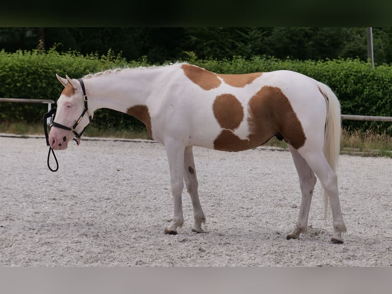 Koń andaluzyjski Mix Wałach 4 lat 148 cm Srokata in Neustadt (Wied)